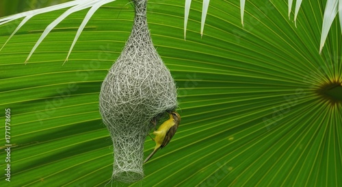 Close-up of Weaver Bird Nest with Yellow Bird on Palm. Intricate Pendent Bird Nest in Tropical Setting. Detailed Avian Nest with Bird Entering Home.