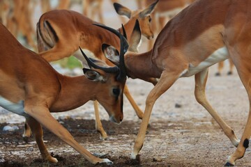 Wandcirkels Antilope Vechtende impala mannetjes in savanne  © Remy