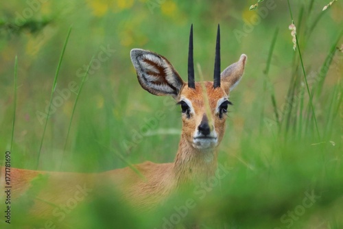 Steenbok