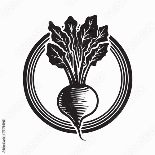 Beet Root Plant Vector Illustration for Garden and Farm on white background