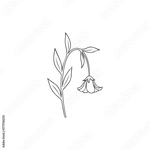 "Drooping flower plant"