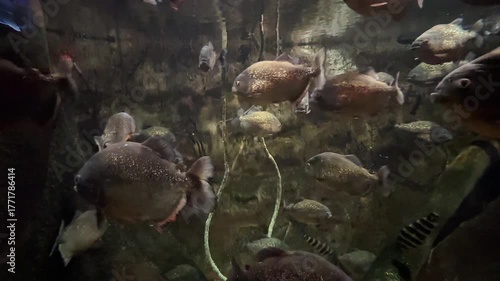 Group of piranha fish underwater