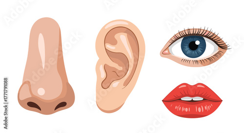 Illustration of various human sensory organs and facial features including a nose, ear, eye, and lips on a white background.