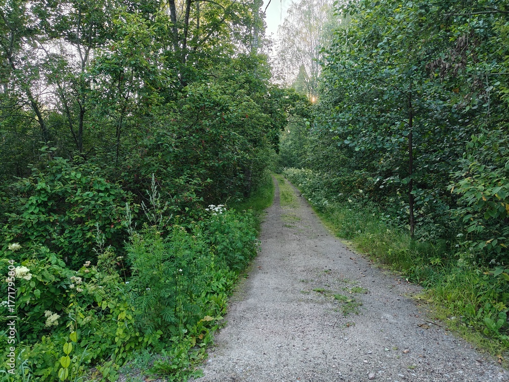 Fototapeta premium path in the forest