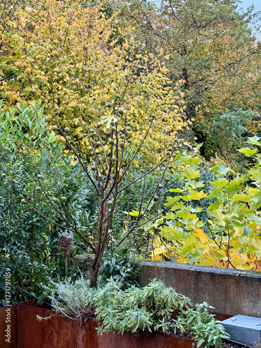 Fig tree withour leaves