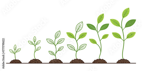 Vector illustration showing the growth stages of a plant from seedling to fully grown with green leaves