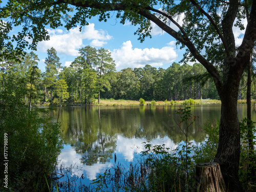 Bild auf Leinwand North Carolina Beautiful Scenes Lumber River, Carvers Creek State Park, Cape Fea