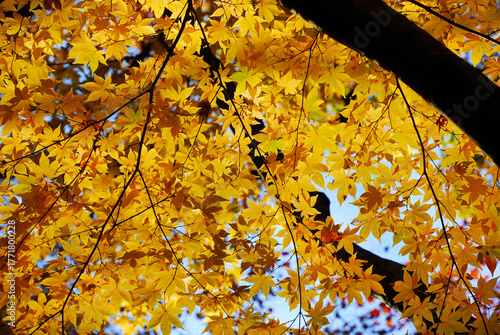 Autumn vibes. Backlit yellow maple leaves or Momiji background