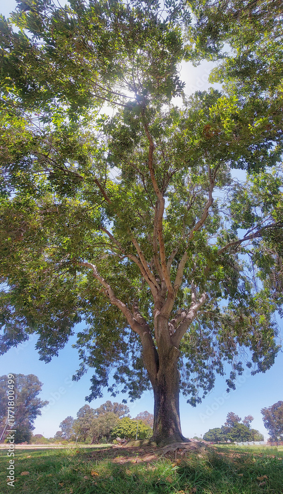 Fototapeta premium Panorama Of A Tree
