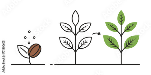 Vector bean sprouting into a plant showing growth stages from seed to fully grown with green leaves image