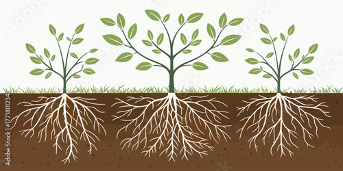 Vector illustration of three trees with green leaves and visible root systems in brown soil ground