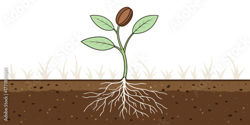 Vector illustration of a young plant growing with visible roots in the soil and a seed on top with leaves