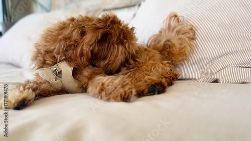 Cute small dog on bed grooming itself by biting or scratching back – natural pet hygiene behavior video