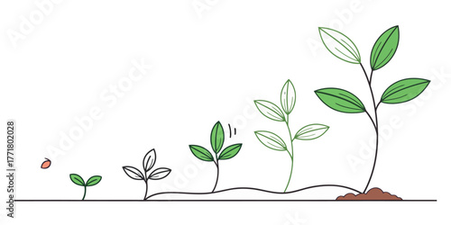 Vector illustration showing the growth of a plant from seed to full plant with leaves in progressive stages of growth