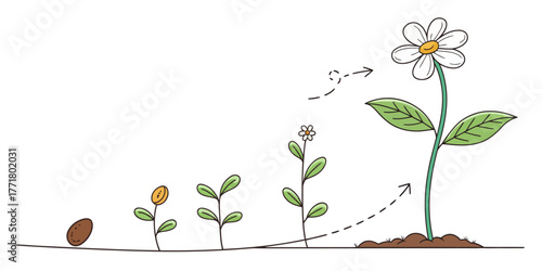 Vector illustration showing the life cycle of a flower from seed to full bloom with dotted arrow paths