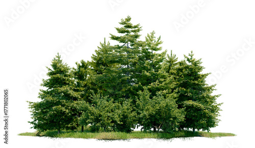 Pseudotsuga menziesii tree group and park PNG transparent background, 3d illustration rendering 