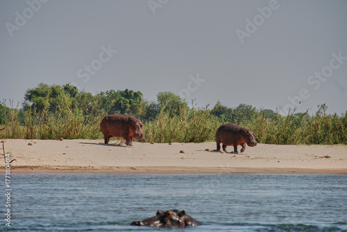 Hippopotamus, in the shallow water of lower Zambezi River.