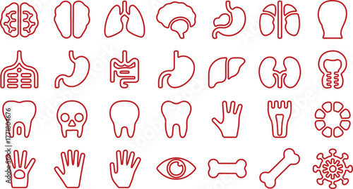 Human organs line icon set. Vector pictograms of heart, lungs, liver, stomach, intestine, kidney, bladder, anatomy thin linear illustration
