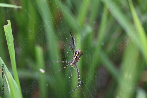 Wallpaper Mural Argiope bruennichi or wasp spider. It is a species of orb- weaver spider found Europe, Asia and Africa. This species features distinctive yellow, white and black markings on its abdomen. Torontodigital.ca