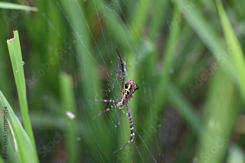 Wallpaper Mural Argiope bruennichi or wasp spider. It is a species of orb- weaver spider found Europe, Asia and Africa. This species features distinctive yellow, white and black markings on its abdomen. Torontodigital.ca