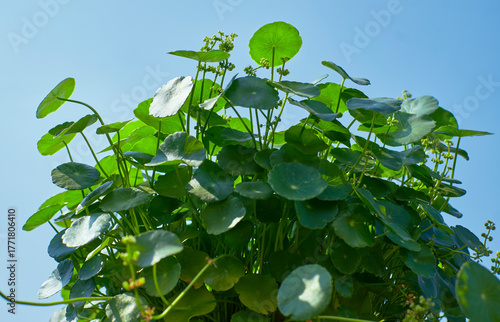 fresh and healthy, green leaves of marsh pennywort (Hydrocotyle vulgaris, dollarweed or copper coin), an aquatic plant with round umbrella shaped leaves. A popular low maintenance houseplant.