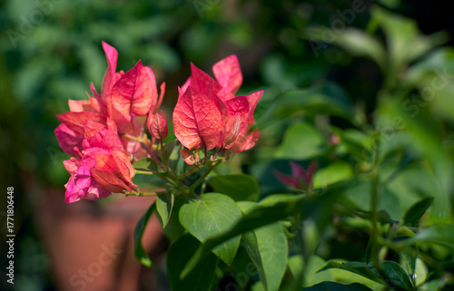 vibrant pinking red hued blooms of bougainvillea arjuna variety in summer. Bougainvillea is popular low maintenance ornamental vine, named after french explorer Louis Antoine de Bougainville.