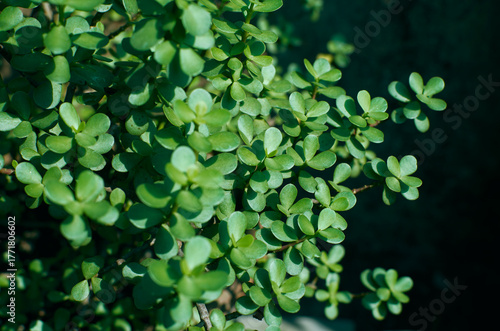 fleshy, teardrop-shaped leaves of Dwarf Jade Plant (or Elephant Bush), a popular succulent admired for its miniature tree-like appearance and ease of care.