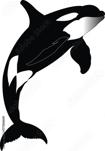 Black and white silhouette of a killer whale breaching from the water with a gradient on its head orca