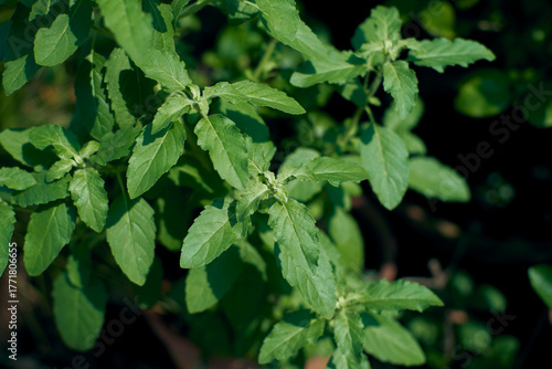 Tulsi or Holy Basil, an aromatic perennial herb native to the Indian subcontinent. Revered in Hindu culture, it's considered a sacred plant and highly valued in traditional medicine like Ayurveda.