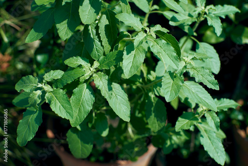 Tulsi or Holy Basil, an aromatic perennial herb native to the Indian subcontinent. Revered in Hindu culture, it's considered a sacred plant and highly valued in traditional medicine like Ayurveda.
