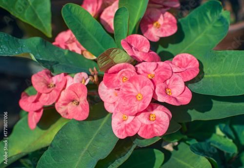 beautiful pink-white hued petals (actually colourful bracts) of Euphorbia milii (crown-of-thorns confetti), a thorny succulent tropical shrub. Native to Madagascar, plant is toxic to humans and pets.