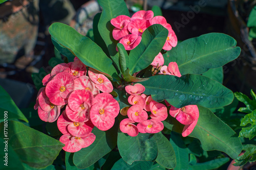beautiful pink-white hued petals (actually colourful bracts) of Euphorbia milii (crown-of-thorns confetti), a thorny succulent tropical shrub. Native to Madagascar, plant is toxic to humans and pets.