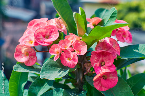 beautiful pink-white hued petals (actually colourful bracts) of Euphorbia milii (crown-of-thorns confetti), a thorny succulent tropical shrub. Native to Madagascar, plant is toxic to humans and pets.