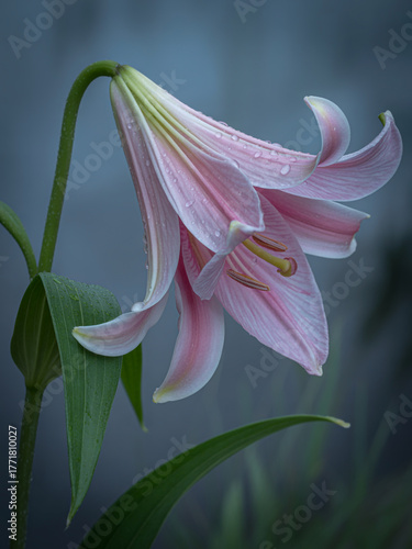 Delicate pink lily flower with water droplets on petals in soft light