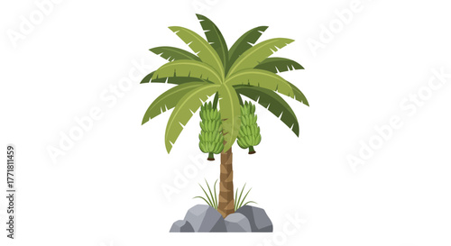 Illustration of a banana tree bearing unripe fruits with rocky ground below