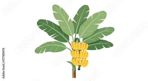 Illustrative representation of a banana tree with ripe fruit clusters