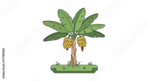 Stylized banana tree vector illustration with fruits and botanical details