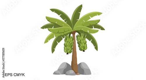 Stylized Banana Tree Illustration with Rocks Isolated on a White Background