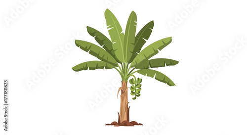 Stylized Banana Tree with Fruit on White Background Graphic Vector