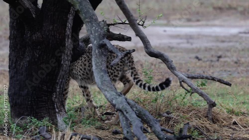  A cheetah sub-adult cub is climbing into a tree.
