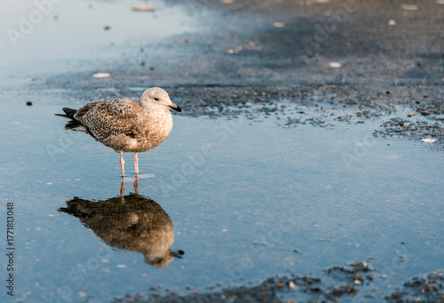 young seagull bird