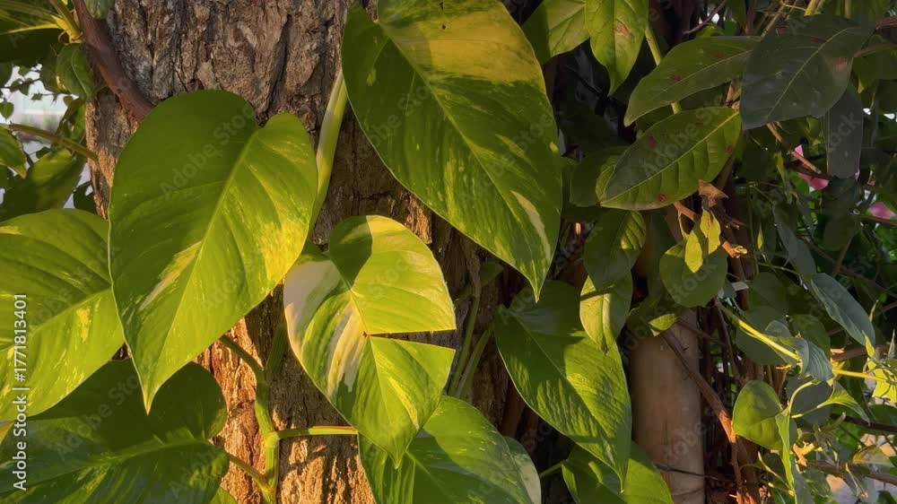 Cálido atardecer en las hojas del árbol