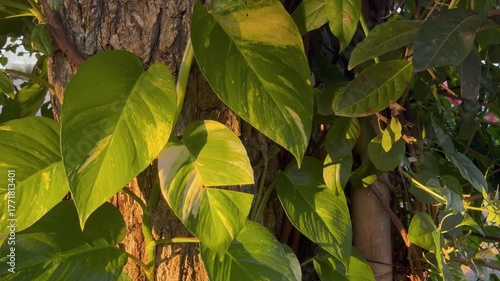 Cálido atardecer en las hojas del árbol