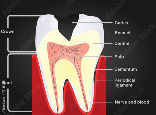 Isolated teeth structure. vector illustration	