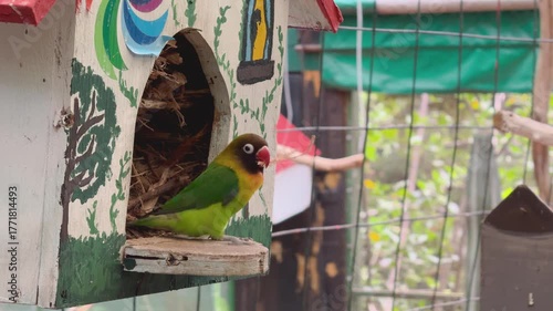 Periquito en su casa