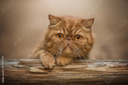 A ginger Exotic Shorthair cat with amber eyes rests its paw on a textured wooden log. The cat stares directly at the viewer, its white whiskers prominent against its red fur