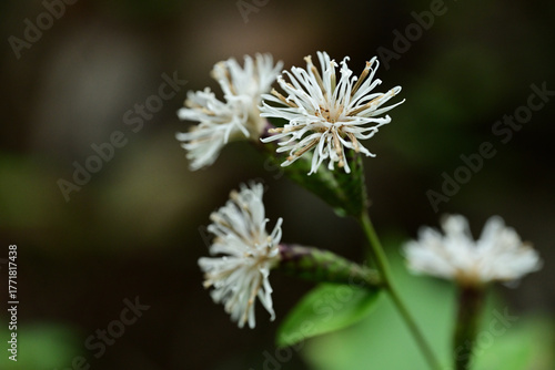 秋の野草　コウヤボウキの白い花