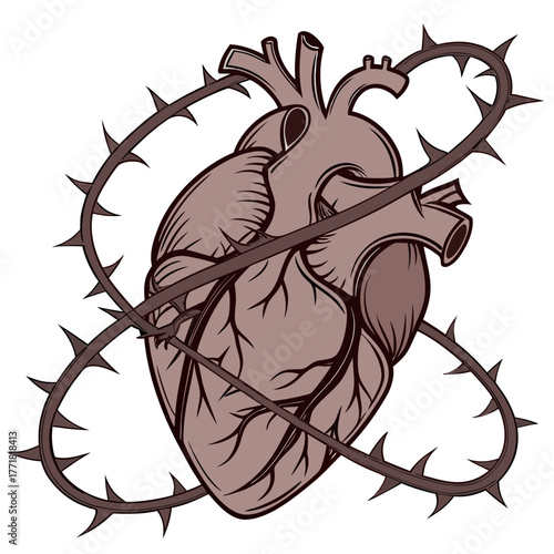 Anatomical heart wrapped in thorns