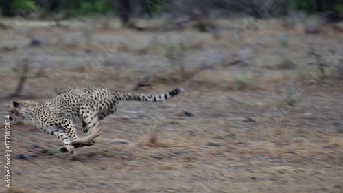 A cheetah sub-adult cub playing chase