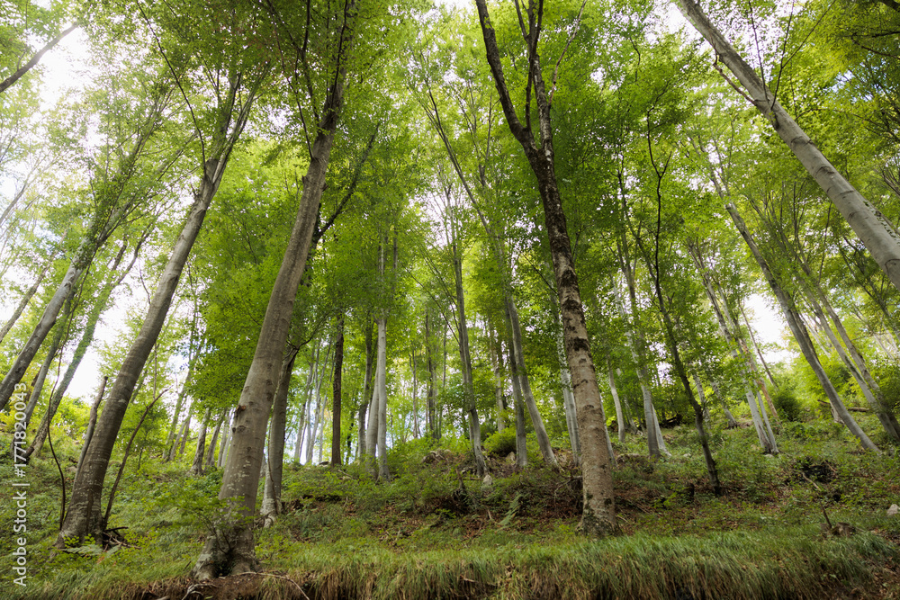 Fototapeta premium panoramica su un bellissimo e grande bosco di faggi pieni di foglie verdi, di giorno, in estate, in Slovenia